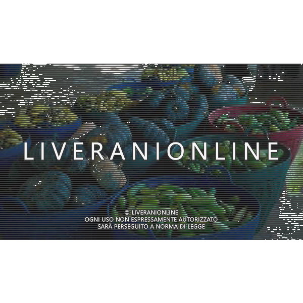 NORD THAILANDIA CHIANG MAI PARCO NATURALE ELEPHANT 2010 NELLA FOTO ELEFANTI NEL PARCO IL CIBO WENTA EWA / NEWSPIX.PL/ALIVERANI ONLY ITALY