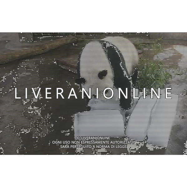 (100628) -- JINAN, June 28, 2010 -- Giant panda Quanquan plays with ice blocks at the Jinan zoo in Jinan, capital of east China\'s Shandong Province, June 28, 2010. An orange alarm of high temerature was issued in Jinan by the local meteorological department as the highest temperature reached 36 degrees Celsius Monday. Lu Chuanquan)(wyo) ©Photoshot/Agenzia Aldo Liverani Sas - ITALY ONLY - Caldo e Alte temperature - Il panda Gigante Quanquan per rinfrescrsi, gioca con dei blocchi di ghiaccio allo zoo di Jinan, in Cina 28 GIUGNO 2010.