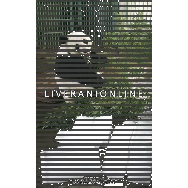 (100628) -- JINAN, June 28, 2010 -- Giant panda Quanquan eats bamboo beside some ice blocks at the Jinan zoo in Jinan, capital of east China\'s Shandong Province, June 28, 2010. An orange alarm of high temperature was issued in Jinan by the local meteorological department as the highest temperature reached 36 degrees Celsius Monday. Lu Chuanquan)(wyo) ©Photoshot/Agenzia Aldo Liverani Sas - ITALY ONLY - Caldo e Alte temperature - Il panda Gigante Quanquan per rinfrescrsi, gioca con dei blocchi di ghiaccio allo zoo di Jinan, in Cina 28 GIUGNO 2010.