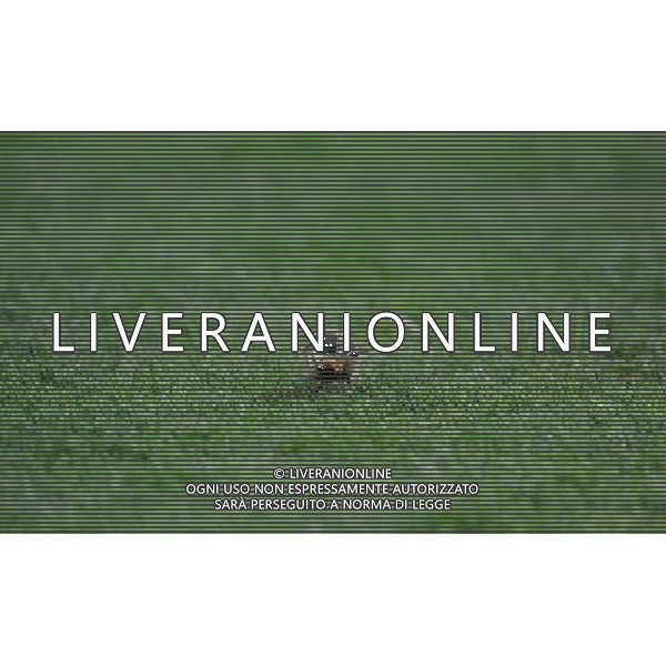 (100712) -- JOHANNESBURG, July 12, 2010 () -- A bird is seen on the pitch during the 2010 FIFA football World Cup final match between the Netherlands and Spain on July 11, 2010 at Soccer City stadium in Johannesburg, South Africa. (/Guo Yong)(ljq) ©Photoshot/Agenzia Aldo Liverani Sas - ITALY ONLY: OLANDA - SPAGNA FINALE FIFA WORLD CUP CAMPIONATI MONDIALI SUD AFRICA 2010