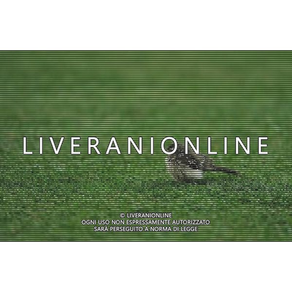 (100712) -- JOHANNESBURG, July 12, 2010 () -- A bird is seen on the pitch during the 2010 FIFA football World Cup final match between the Netherlands and Spain on July 11, 2010 at Soccer City stadium in Johannesburg, South Africa. (/Wang Yuguo)(lb) ©Photoshot/Agenzia Aldo Liverani Sas - ITALY ONLY: OLANDA - SPAGNA FINALE FIFA WORLD CUP CAMPIONATI MONDIALI SUD AFRICA 2010