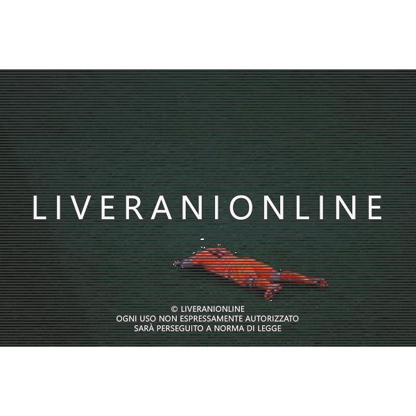 (100712) -- JOHANNESBURG, July 12, 2010 () -- Wesley Sneijder of the Netherlands reacts after the 2010 FIFA football World Cup final match against Spain on July 11, 2010 at Soccer City stadium in Johannesburg, The Netherlands lost the final 0-1. (/Chen Haitong)(ljq) ©Photoshot/Agenzia Aldo Liverani Sas - ITALY ONLY: OLANDA - SPAGNA FINALE FIFA WORLD CUP CAMPIONATI MONDIALI SUD AFRICA 2010