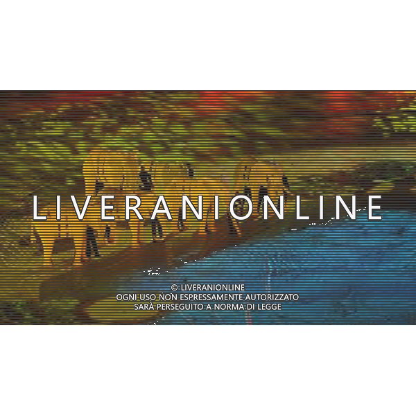 (100712) -- JOHANNESBURG, July 12, 2010 () -- Elephant puppeteers perform during the closing ceremony of the 2010 FIFA football World Cup ahead of the final between the Netherlands and Spain on July 11, 2010 at Soccer City stadium in Johannesburg, South Africa. (/Chen Haitong) ©Photoshot/Agenzia Aldo Liverani Sas - ITALY ONLY - CERIMONIA DI CHIUSURA FIFA WORLD CUP CAMPIONATI MONDIALI SUD AFRICA 2010