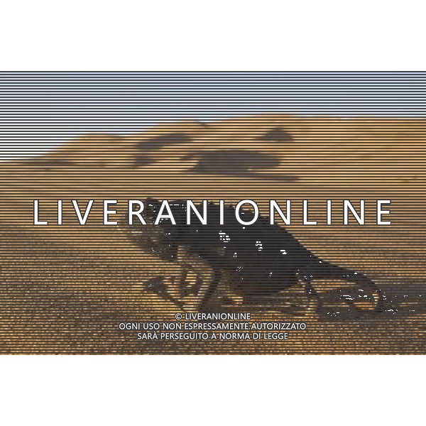 TRASMISSIONE TELEVISIVA LIFE-LO SPETTACOLO DELLA VITA 2010 NELLA FOTO Deserto Camaleonte AG ALDO LIVERANI UFFICIO STAMPA MEDIASET