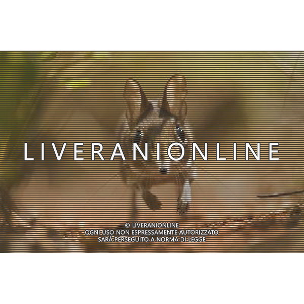 TRASMISSIONE TELEVISIVA LIFE-LO SPETTACOLO DELLA VITA 2010 NELLA FOTO Toporagno AG ALDO LIVERANI UFFICIO STAMPA MEDIASET