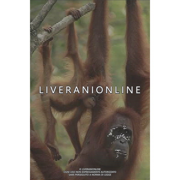 TRASMISSIONE TELEVISIVA LIFE-LO SPETTACOLO DELLA VITA 2010 NELLA FOTO Orangutan AG ALDO LIVERANI UFFICIO STAMPA MEDIASET