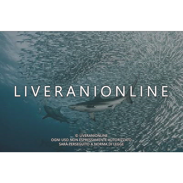 TRASMISSIONE TELEVISIVA LIFE-LO SPETTACOLO DELLA VITA 2010 NELLA FOTO Squali a caccia AG ALDO LIVERANI UFFICIO STAMPA MEDIASET