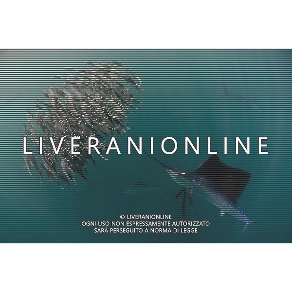 TRASMISSIONE TELEVISIVA LIFE-LO SPETTACOLO DELLA VITA 2010 NELLA FOTO Marlin a caccia AG ALDO LIVERANI UFFICIO STAMPA MEDIASET