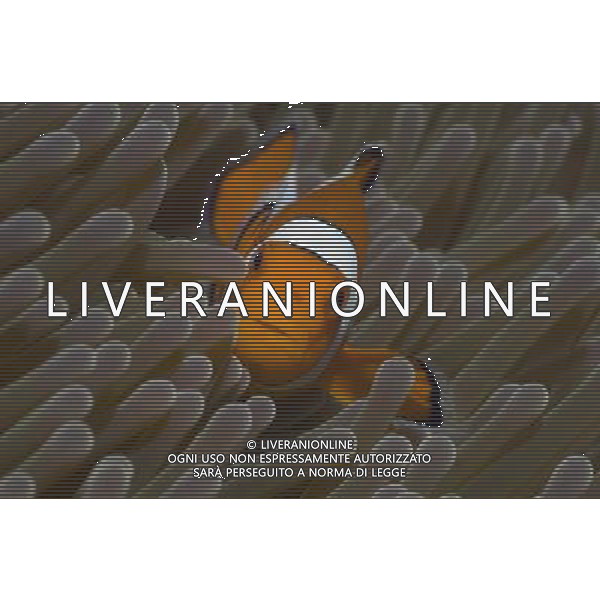 TRASMISSIONE TELEVISIVA LIFE-LO SPETTACOLO DELLA VITA 2010 NELLA FOTO Pesce pagliaccio AG ALDO LIVERANI UFFICIO STAMPA MEDIASET