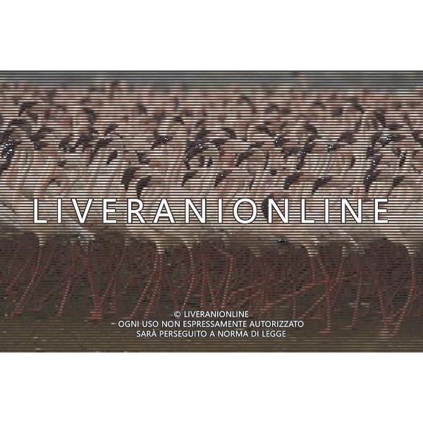 TRASMISSIONE TELEVISIVA LIFE-LO SPETTACOLO DELLA VITA 2010 NELLA FOTO Stormo di fenicotteri AG ALDO LIVERANI UFFICIO STAMPA MEDIASET