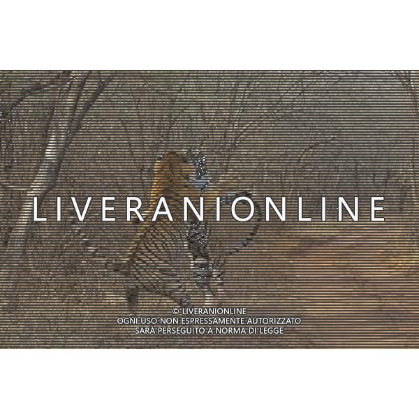 Stunning new images of Royal Bengal Tiger (Panthera tigris tigris) male and female in territorial dispute, Ranthambhore National Park, Rajasthan, India. . This sequence of images shows a territorial fight between an old female and a new adult male. The larger male tiger (pictured on left) entered the territory of the old female and stole her kill from earlier in the day. Later that the day the two tigers had a territorial fight which resulted in the female ceding territory to the male. Sequence 1/10 © Dhritiman Mukherjee - NHPA - PHOTOSHOT - AG. ALDO LIVERANI SAS ITALY ONLY TIGRI DEL BENGALA DURANTE UN COMBATTIMENTO PER IL TERRITORIO