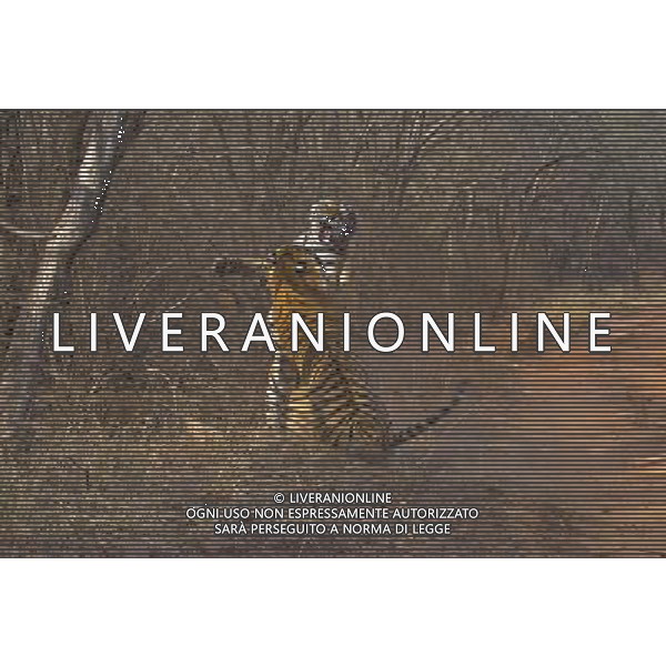 Stunning new images of Royal Bengal Tiger (Panthera tigris tigris) male and female in territorial dispute, Ranthambhore National Park, Rajasthan, India. . This sequence of images shows a territorial fight between an old female and a new adult male. The larger male tiger (pictured on left) entered the territory of the old female and stole her kill from earlier in the day. Later that the day the two tigers had a territorial fight which resulted in the female ceding territory to the male. Sequence 2/10 © Dhritiman Mukherjee - NHPA - PHOTOSHOT - AG. ALDO LIVERANI SAS ITALY ONLY TIGRI DEL BENGALA DURANTE UN COMBATTIMENTO PER IL TERRITORIO