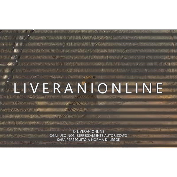 Stunning new images of Royal Bengal Tiger (Panthera tigris tigris) male and female in territorial dispute, Ranthambhore National Park, Rajasthan, India. . This sequence of images shows a territorial fight between an old female and a new adult male. The larger male tiger (pictured on left) entered the territory of the old female and stole her kill from earlier in the day. Later that the day the two tigers had a territorial fight which resulted in the female ceding territory to the male. Sequence 3/10 © Dhritiman Mukherjee - NHPA - PHOTOSHOT - AG. ALDO LIVERANI SAS ITALY ONLY TIGRI DEL BENGALA DURANTE UN COMBATTIMENTO PER IL TERRITORIO