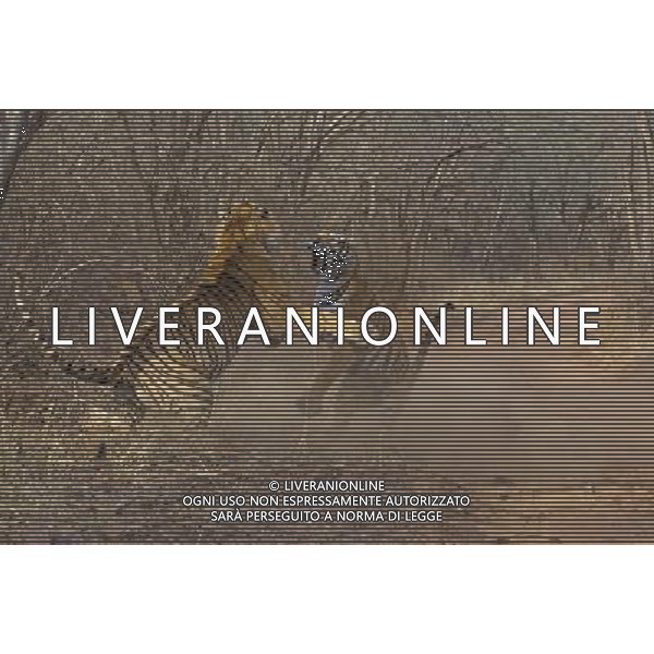 Stunning new images of Royal Bengal Tiger (Panthera tigris tigris) male and female in territorial dispute, Ranthambhore National Park, Rajasthan, India. . This sequence of images shows a territorial fight between an old female and a new adult male. The larger male tiger (pictured on left) entered the territory of the old female and stole her kill from earlier in the day. Later that the day the two tigers had a territorial fight which resulted in the female ceding territory to the male. Sequence 4/10 © Dhritiman Mukherjee - NHPA - PHOTOSHOT - AG. ALDO LIVERANI SAS ITALY ONLY TIGRI DEL BENGALA DURANTE UN COMBATTIMENTO PER IL TERRITORIO