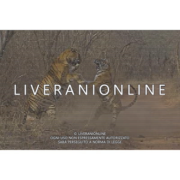 Stunning new images of Royal Bengal Tiger (Panthera tigris tigris) male and female in territorial dispute, Ranthambhore National Park, Rajasthan, India. . This sequence of images shows a territorial fight between an old female and a new adult male. The larger male tiger (pictured on left) entered the territory of the old female and stole her kill from earlier in the day. Later that the day the two tigers had a territorial fight which resulted in the female ceding territory to the male. Sequence 5/10 © Dhritiman Mukherjee - NHPA - PHOTOSHOT - AG. ALDO LIVERANI SAS ITALY ONLY TIGRI DEL BENGALA DURANTE UN COMBATTIMENTO PER IL TERRITORIO