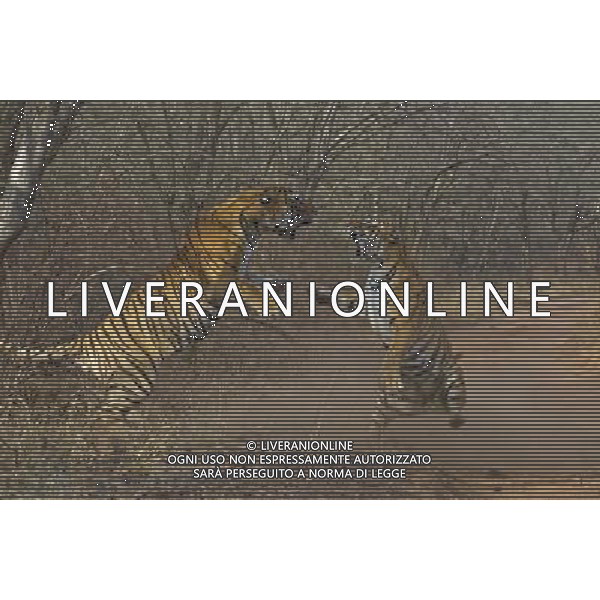 Stunning new images of Royal Bengal Tiger (Panthera tigris tigris) male and female in territorial dispute, Ranthambhore National Park, Rajasthan, India. . This sequence of images shows a territorial fight between an old female and a new adult male. The larger male tiger (pictured on left) entered the territory of the old female and stole her kill from earlier in the day. Later that the day the two tigers had a territorial fight which resulted in the female ceding territory to the male. Sequence 6/10 © Dhritiman Mukherjee - NHPA - PHOTOSHOT - AG. ALDO LIVERANI SAS ITALY ONLY TIGRI DEL BENGALA DURANTE UN COMBATTIMENTO PER IL TERRITORIO