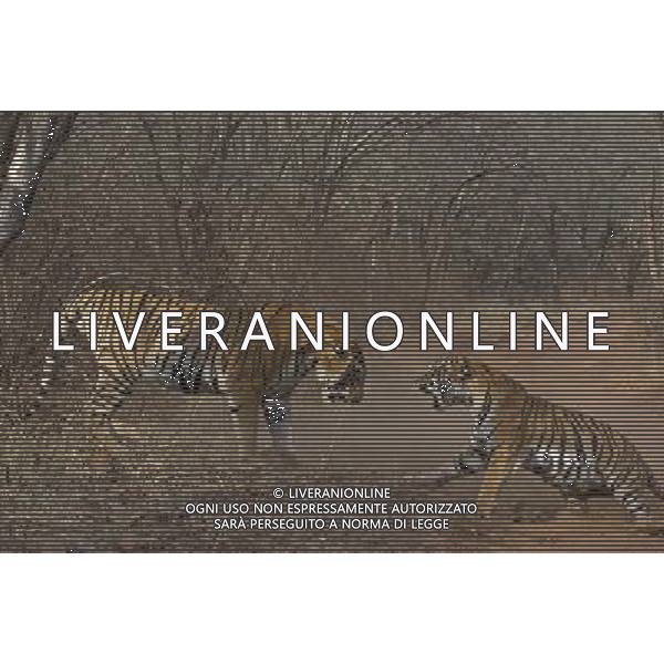 Stunning new images of Royal Bengal Tiger (Panthera tigris tigris) male and female in territorial dispute, Ranthambhore National Park, Rajasthan, India. . This sequence of images shows a territorial fight between an old female and a new adult male. The larger male tiger (pictured on left) entered the territory of the old female and stole her kill from earlier in the day. Later that the day the two tigers had a territorial fight which resulted in the female ceding territory to the male. Sequence 7/10 © Dhritiman Mukherjee - NHPA - PHOTOSHOT - AG. ALDO LIVERANI SAS ITALY ONLY TIGRI DEL BENGALA DURANTE UN COMBATTIMENTO PER IL TERRITORIO