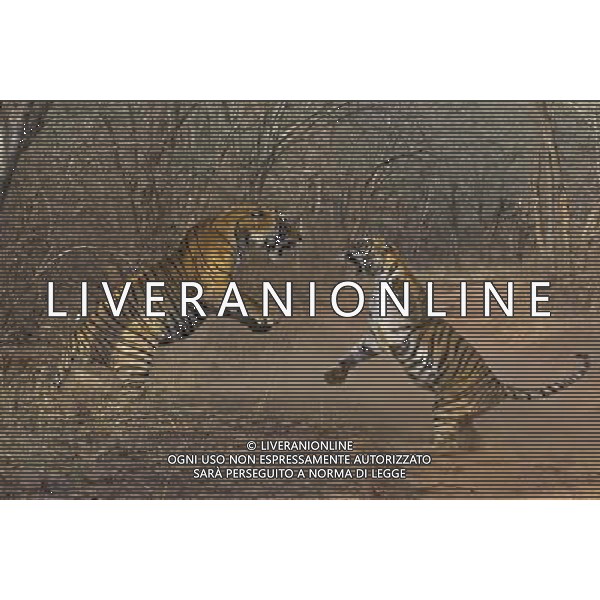 Stunning new images of Royal Bengal Tiger (Panthera tigris tigris) male and female in territorial dispute, Ranthambhore National Park, Rajasthan, India. . This sequence of images shows a territorial fight between an old female and a new adult male. The larger male tiger (pictured on left) entered the territory of the old female and stole her kill from earlier in the day. Later that the day the two tigers had a territorial fight which resulted in the female ceding territory to the male. Sequence 8/10 © Dhritiman Mukherjee - NHPA - PHOTOSHOT - AG. ALDO LIVERANI SAS ITALY ONLY TIGRI DEL BENGALA DURANTE UN COMBATTIMENTO PER IL TERRITORIO