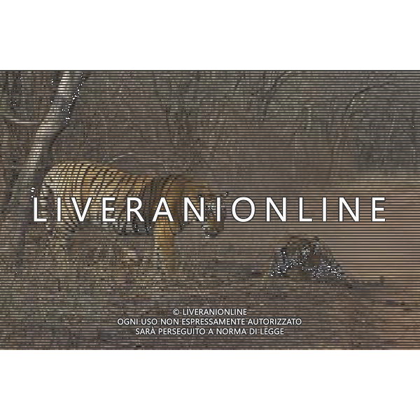 Stunning new images of Royal Bengal Tiger (Panthera tigris tigris) male and female in territorial dispute, Ranthambhore National Park, Rajasthan, India. . This sequence of images shows a territorial fight between an old female and a new adult male. The larger male tiger (pictured on left) entered the territory of the old female and stole her kill from earlier in the day. Later that the day the two tigers had a territorial fight which resulted in the female ceding territory to the male. Sequence 9/10 © Dhritiman Mukherjee - NHPA - PHOTOSHOT - AG. ALDO LIVERANI SAS ITALY ONLY TIGRI DEL BENGALA DURANTE UN COMBATTIMENTO PER IL TERRITORIO