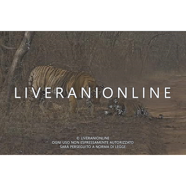 Stunning new images of Royal Bengal Tiger (Panthera tigris tigris) male and female in territorial dispute, Ranthambhore National Park, Rajasthan, India. . This sequence of images shows a territorial fight between an old female and a new adult male. The larger male tiger (pictured on left) entered the territory of the old female and stole her kill from earlier in the day. Later that the day the two tigers had a territorial fight which resulted in the female ceding territory to the male. Sequence 10/10 © Dhritiman Mukherjee - NHPA - PHOTOSHOT - AG. ALDO LIVERANI SAS ITALY ONLY TIGRI DEL BENGALA DURANTE UN COMBATTIMENTO PER IL TERRITORIO