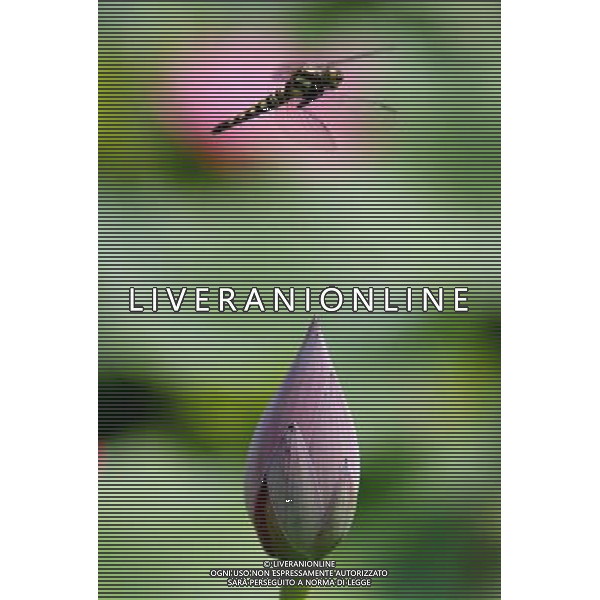 NANJING ( CINA) - LIBELLULA VOLA SOPRA UN FIORE DI LOTO © Wang Xin - Xinhua - Photoshot - Ag. Aldo Liverani sas ITALY ONLY