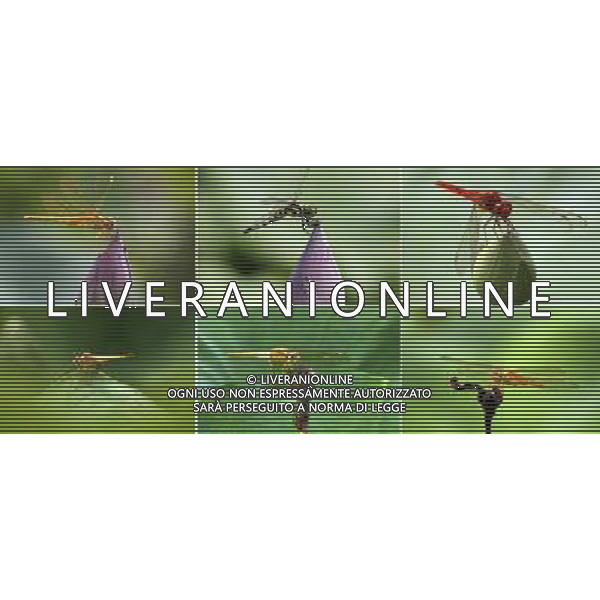 NANJING ( CINA) - LIBELLULA VOLA SOPRA UN FIORE DI LOTO © Wang Xin - Xinhua - Photoshot - Ag. Aldo Liverani sas ITALY ONLY