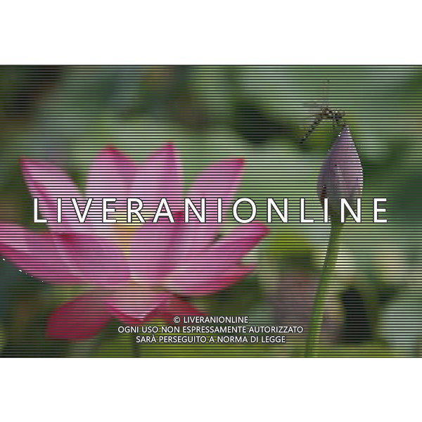 NANJING ( CINA) - LIBELLULA VOLA SOPRA UN FIORE DI LOTO © Wang Xin - Xinhua - Photoshot - Ag. Aldo Liverani sas ITALY ONLY