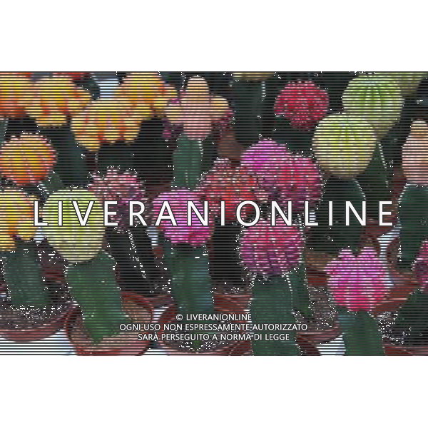Multi-coloured flowering cactis in Amsterdam, Holland ©PHOTOSHOT/Agenzia Aldo Liverani Sas - ITALY ONLY - VEDUTE DELLA CITTA\' DI AMSTERDAM IN OLANDA PAESI BASSI