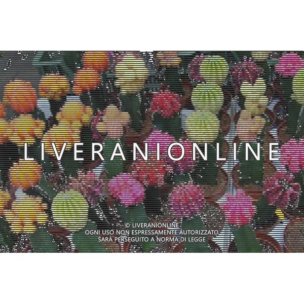 Multi-coloured flowering cactis in Amsterdam, Holland ©PHOTOSHOT/Agenzia Aldo Liverani Sas - ITALY ONLY - VEDUTE DELLA CITTA\' DI AMSTERDAM IN OLANDA PAESI BASSI