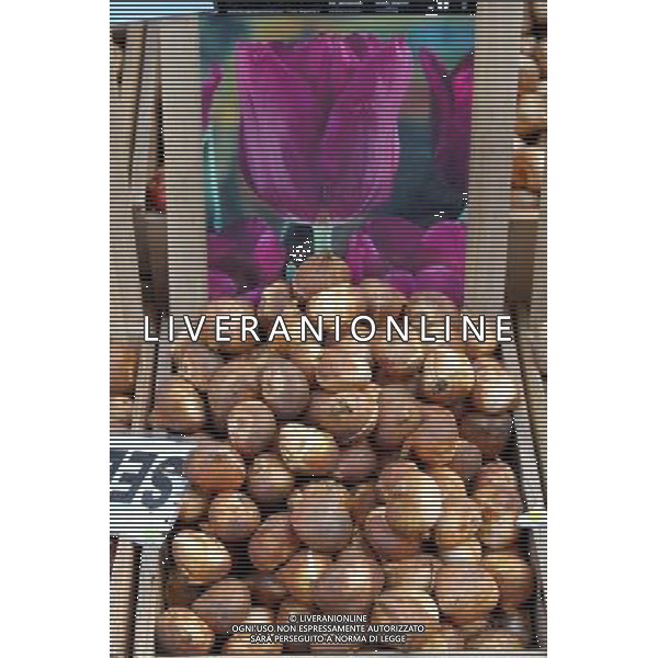 Tulip bulbs for sale in the Bloemenmarkt, flower market in Amsterdam, Holland ©PHOTOSHOT/Agenzia Aldo Liverani Sas - ITALY ONLY - VEDUTE DELLA CITTA\' DI AMSTERDAM IN OLANDA PAESI BASSI