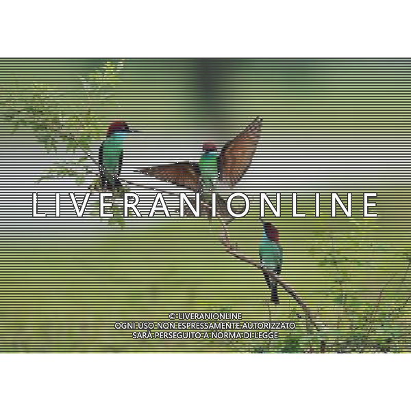 (100730) -- WUHAN, July 30, 2010() -- Photo taken on July 24, 2010 shows unique blue-throated bee-eaters in Hong\'an County of central China\'s Hubei Province. (/Jia Liancheng)(whj) ©Photoshot/Agenzia Aldo Liverani Sas - ITALY ONLY - Uccelli Gruccioni dalla gola blu - Il gruccione (Merops apiaster) e\' un variopinto uccello dell\'ordine dei Coraciiformi nella famiglia dei Meropidae