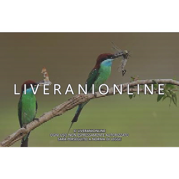 (100730) -- WUHAN, July 30, 2010() -- Photo taken on July 17, 2010 shows a pair of unique blue-throated bee-eaters in Hong\'an County of central China\'s Hubei Province. (/Jia Liancheng)(whj) ©Photoshot/Agenzia Aldo Liverani Sas - ITALY ONLY - Uccelli Gruccioni dalla gola blu - Il gruccione (Merops apiaster) e\' un variopinto uccello dell\'ordine dei Coraciiformi nella famiglia dei Meropidae