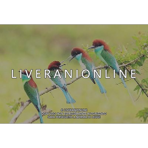 (100730) -- WUHAN, July 30, 2010() -- Photo taken on July 17, 2010 shows unique blue-throated bee-eaters in Hong\'an County of central China\'s Hubei Province. (/Jia Liancheng)(whj) ©Photoshot/Agenzia Aldo Liverani Sas - ITALY ONLY - Uccelli Gruccioni dalla gola blu - Il gruccione (Merops apiaster) e\' un variopinto uccello dell\'ordine dei Coraciiformi nella famiglia dei Meropidae