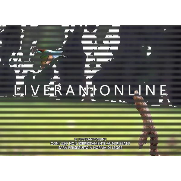 (100730) -- WUHAN, July 30, 2010() -- Photo taken on July 17, 2010 shows a unique blue-throated bee-eater in Hong\'an County of central China\'s Hubei Province. (/Jia Liancheng)(whj) ©Photoshot/Agenzia Aldo Liverani Sas - ITALY ONLY - Uccelli Gruccioni dalla gola blu - Il gruccione (Merops apiaster) e\' un variopinto uccello dell\'ordine dei Coraciiformi nella famiglia dei Meropidae