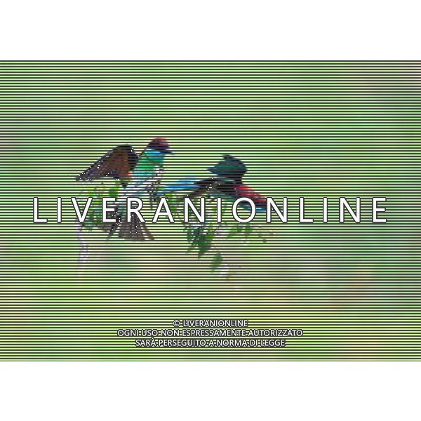 (100730) -- WUHAN, July 30, 2010() -- Photo taken on July 24, 2010 shows a pair of unique blue-throated bee-eaters in Hong\'an County of central China\'s Hubei Province. (/Jia Liancheng)(whj) ©Photoshot/Agenzia Aldo Liverani Sas - ITALY ONLY - Uccelli Gruccioni dalla gola blu - Il gruccione (Merops apiaster) e\' un variopinto uccello dell\'ordine dei Coraciiformi nella famiglia dei Meropidae