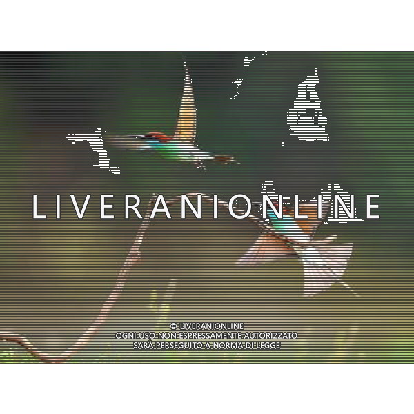 (100730) -- WUHAN, July 30, 2010() -- Photo taken on July 24, 2010 shows a pair of unique blue-throated bee-eaters in Hong\'an County of central China\'s Hubei Province. (/Jia Liancheng)(whj) ©Photoshot/Agenzia Aldo Liverani Sas - ITALY ONLY - Uccelli Gruccioni dalla gola blu - Il gruccione (Merops apiaster) e\' un variopinto uccello dell\'ordine dei Coraciiformi nella famiglia dei Meropidae