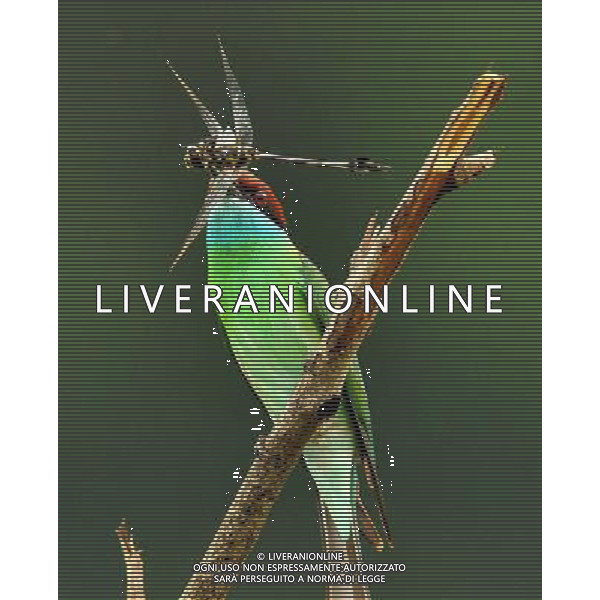 (100730) -- WUHAN, July 30, 2010() -- Photo taken on July 17, 2010 shows a unique blue-throated bee-eater in Hong\'an County of central China\'s Hubei Province. (/Jia Liancheng)(whj) ©Photoshot/Agenzia Aldo Liverani Sas - ITALY ONLY - Uccelli Gruccioni dalla gola blu - Il gruccione (Merops apiaster) e\' un variopinto uccello dell\'ordine dei Coraciiformi nella famiglia dei Meropidae