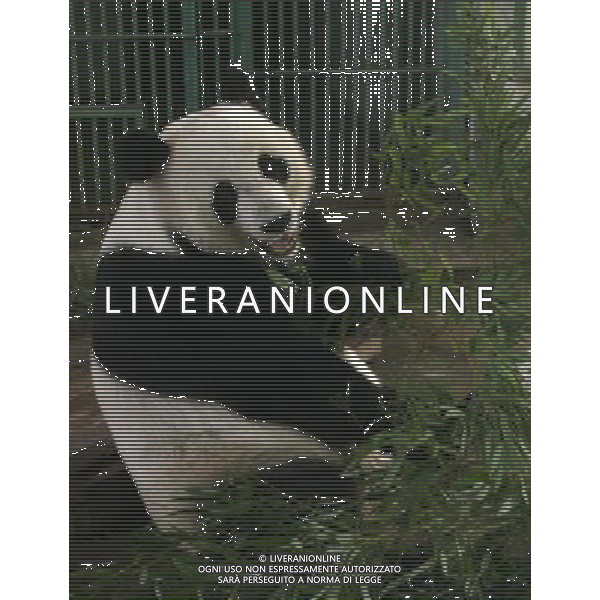PANDA © Xinhua/Photoshot- Liverani ITALY ONLY