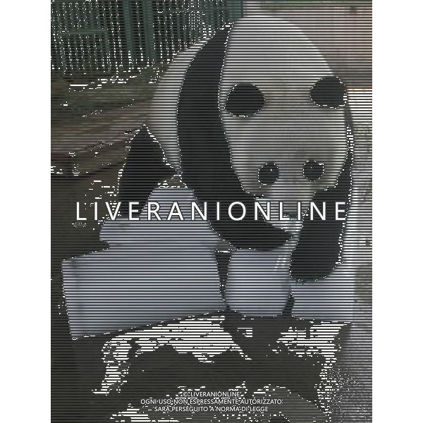 PANDA © Xinhua/Photoshot- Liverani ITALY ONLY