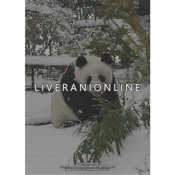 PANDA © Xinhua/Photoshot- Liverani ITALY ONLY
