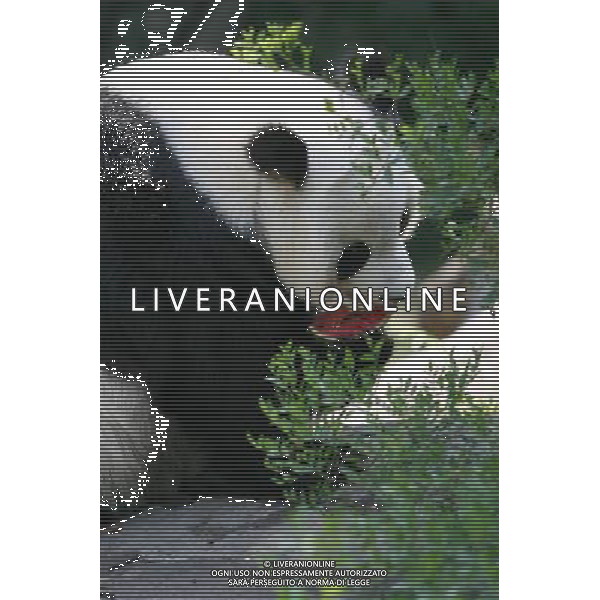 PANDA © Xinhua/Photoshot- Liverani ITALY ONLY