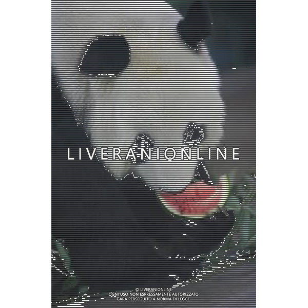 PANDA © Xinhua/Photoshot- Liverani ITALY ONLY
