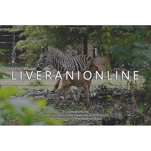 (100819) -- MANILA, Aug. 19, 2010 -- A young \'hebra,\' an offspring from a female zebra and a male horse, roams with her mother inside Manila Zoo in Manila, Philippines, Aug. 19, 2010. The newly-born hebra, believed to be the first of its kind in the Philippines, is under \'guarded\' situation as it may develop complications due to mismatches of genes from two different animals, according to zoo officials. Rouelle Umali) ©Photoshot/Agenzia Aldo Liverani Sas - ITALY ONLY - Un cucciolo \'hebra\', un\' incrocio tra una zebra di sesso femminile e un cavallo maschio, all\'interno dello zoo di Manila, Filippine, 19 AGOSTO 2010. L\'hebra appena nato, che si ritiene essere il primo del suo genere nelle Filippine, secondo i funzionari dello zoo e\' sotto controllo in quanto puo\' sviluppare complicanze a causa della inadeguatezza dei geni di due animali diversi.