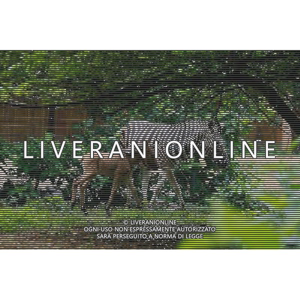 (100819) -- MANILA, Aug. 19, 2010 -- A young \'hebra,\' an offspring from a female zebra and a male horse, roams with her mother inside Manila Zoo in Manila, Philippines, Aug. 19, 2010. The newly-born hebra, believed to be the first of its kind in the Philippines, is under \'guarded\' situation as it may develop complications due to mismatches of genes from two different animals, according to zoo officials. Rouelle Umali) ©Photoshot/Agenzia Aldo Liverani Sas - ITALY ONLY - Un cucciolo \'hebra\', un\' incrocio tra una zebra di sesso femminile e un cavallo maschio, all\'interno dello zoo di Manila, Filippine, 19 AGOSTO 2010. L\'hebra appena nato, che si ritiene essere il primo del suo genere nelle Filippine, secondo i funzionari dello zoo e\' sotto controllo in quanto puo\' sviluppare complicanze a causa della inadeguatezza dei geni di due animali diversi.