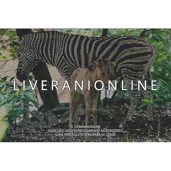(100819) -- MANILA, Aug. 19, 2010 -- A young \'hebra,\' an offspring from a female zebra and a male horse, roams with her mother inside Manila Zoo in Manila, Philippines, Aug. 19, 2010. The newly-born hebra, believed to be the first of its kind in the Philippines, is under \'guarded\' situation as it may develop complications due to mismatches of genes from two different animals, according to zoo officials. Rouelle Umali) ©Photoshot/Agenzia Aldo Liverani Sas - ITALY ONLY - Un cucciolo \'hebra\', un\' incrocio tra una zebra di sesso femminile e un cavallo maschio, all\'interno dello zoo di Manila, Filippine, 19 AGOSTO 2010. L\'hebra appena nato, che si ritiene essere il primo del suo genere nelle Filippine, secondo i funzionari dello zoo e\' sotto controllo in quanto puo\' sviluppare complicanze a causa della inadeguatezza dei geni di due animali diversi.