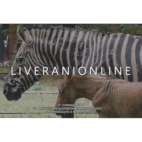 (100819) -- MANILA, Aug. 19, 2010 -- A young \'hebra,\' an offspring from a female zebra and a male horse, roams with her mother inside Manila Zoo in Manila, Philippines, Aug. 19, 2010. The newly-born hebra, believed to be the first of its kind in the Philippines, is under \'guarded\' situation as it may develop complications due to mismatches of genes from two different animals, according to zoo officials. Rouelle Umali) ©Photoshot/Agenzia Aldo Liverani Sas - ITALY ONLY - Un cucciolo \'hebra\', un\' incrocio tra una zebra di sesso femminile e un cavallo maschio, all\'interno dello zoo di Manila, Filippine, 19 AGOSTO 2010. L\'hebra appena nato, che si ritiene essere il primo del suo genere nelle Filippine, secondo i funzionari dello zoo e\' sotto controllo in quanto puo\' sviluppare complicanze a causa della inadeguatezza dei geni di due animali diversi.