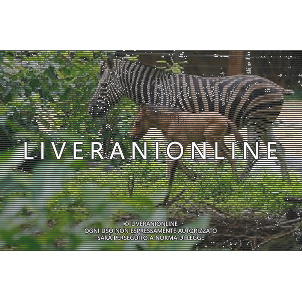 (100819) -- MANILA, Aug. 19, 2010 -- A young \'hebra,\' an offspring from a female zebra and a male horse, roams with her mother inside Manila Zoo in Manila, Philippines, Aug. 19, 2010. The newly-born hebra, believed to be the first of its kind in the Philippines, is under \'guarded\' situation as it may develop complications due to mismatches of genes from two different animals, according to zoo officials. Rouelle Umali) ©Photoshot/Agenzia Aldo Liverani Sas - ITALY ONLY - Un cucciolo \'hebra\', un\' incrocio tra una zebra di sesso femminile e un cavallo maschio, all\'interno dello zoo di Manila, Filippine, 19 AGOSTO 2010. L\'hebra appena nato, che si ritiene essere il primo del suo genere nelle Filippine, secondo i funzionari dello zoo e\' sotto controllo in quanto puo\' sviluppare complicanze a causa della inadeguatezza dei geni di due animali diversi.