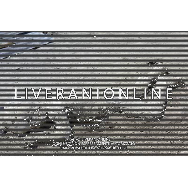 ARCHIVIO CITTA\' POMPEI (NA) Pompei in provincia di Napoli in Campania. nella foto pompei ©AG.ALDO LIVERANI SAS 