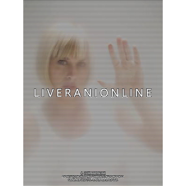 SERIE TELEVISIVA MEDIUM NELLA FOTO PATRICIA ARQUETTE AG ALDO LIVERANI