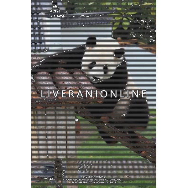 CINA - PANDA NELLO ZOO DI XIUNING © Shi Guangde - Xinhua - Photoshot - Ag. Aldo Liverani sas ITALY ONLY